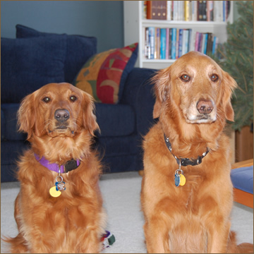 two golden labs